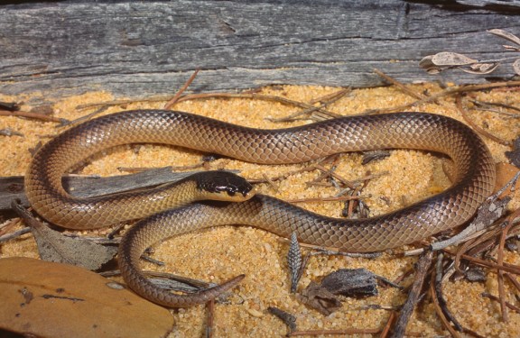 Mitchell’s Short-tailed Snake, Parasuta nigriceps