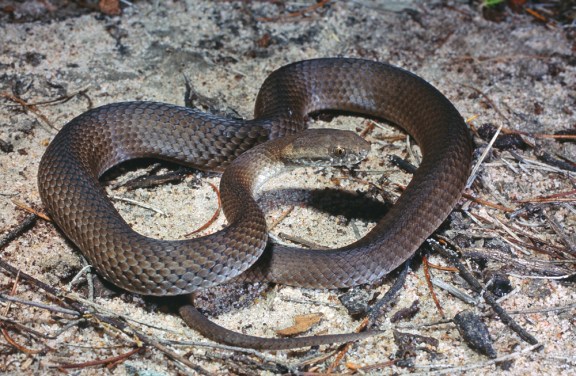 Bardick, Echiopsis curta