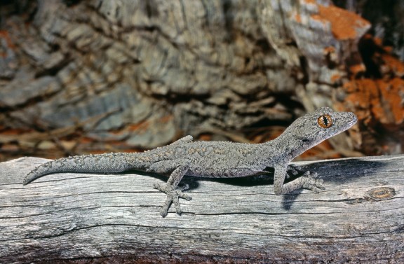Eastern Spiny-tailed Gecko, Strophurus intermedius