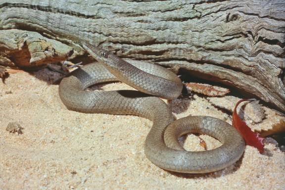 Burton's Legless Lizard, Lialis burtonis