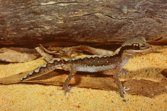 Wood Gecko, Diplodactylus vittatus