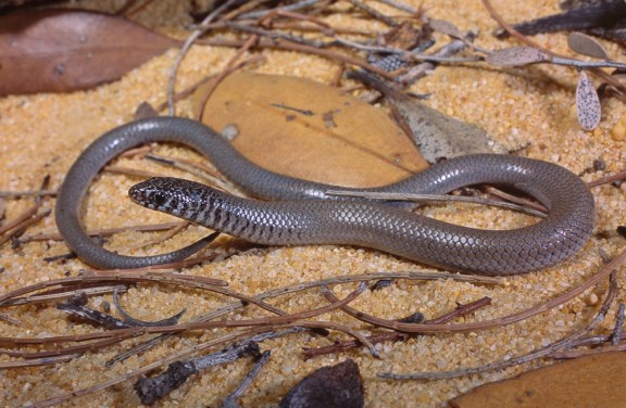 Marbled-faced Delma, Delma australis