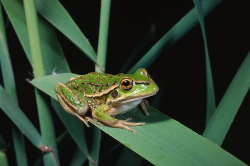 Growling Grass Frog, Litoria raniformis