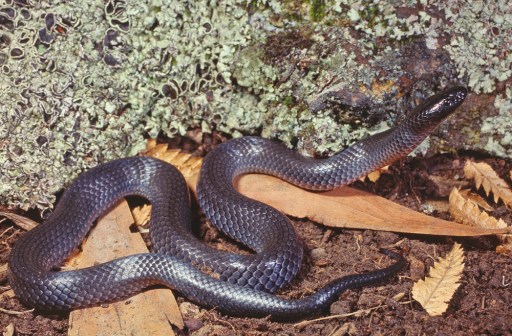 Small-eyed Snake, Cryptophis nigrescens