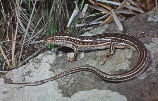 Striped Skink, Ctenotus robustus