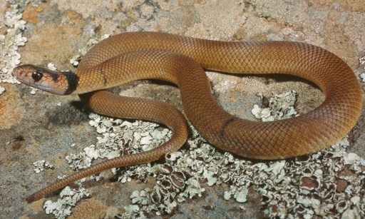 Common Brownsnake, Pseudonaja textilis