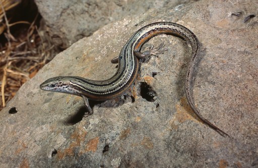 Tussock Skink, Pseudemoia pagenstecheri