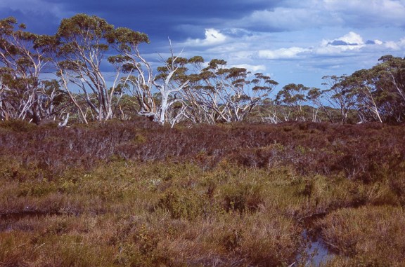 Storm brewing over an Alpine meadow