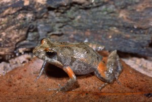 Common Froglet, Crinia signifera 
