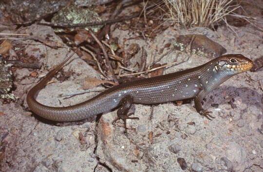 Eastern Ranges Rock-skink, Liopholis modesta