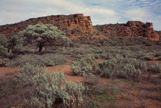 Blue bush, Myall and Whyalla sandstone, South Australia