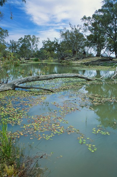 Water lillies (Potamogeton) in a desert oasis, Murray-Sunset NP, Victoria