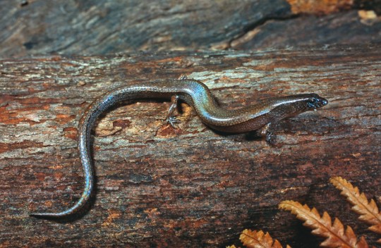 Maccoy's skink, Nannoscincus maccoyi.