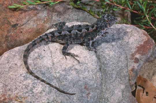 Mountain Dragon, Rankinia diemensis. Grampians National Park, Victoria