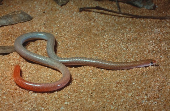 Red-tailed Worm Lizard, Aprasia inaurita
