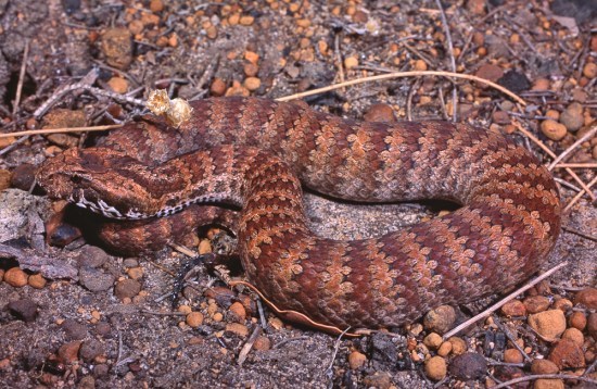 Common Death Adder, Acanthophis antarticus