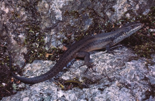 South-west Crevice Skink, Egernia napoleonis. Albany, Western Australia
