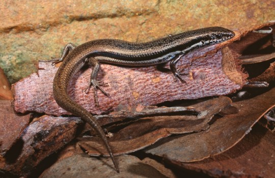 Boulenger's Skink, Morethia boulengeri. Mansfield, Victoria 