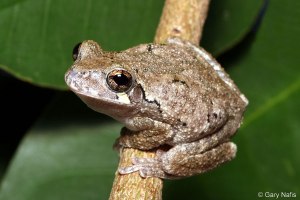 Gray Tree Frog, Hyla versicolor