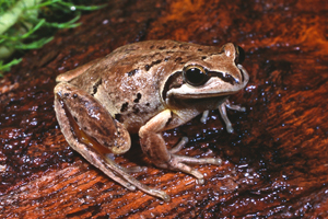 Whistling Tree Frog, Litoria verreauxii