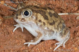 Sudell's Frog, Neobatrachus sudelii