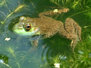 Common Bullfrog, Rana catesbeiana