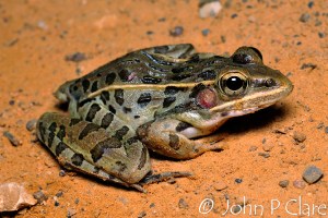 Southern Leopard Frog, Rana sphenocephala